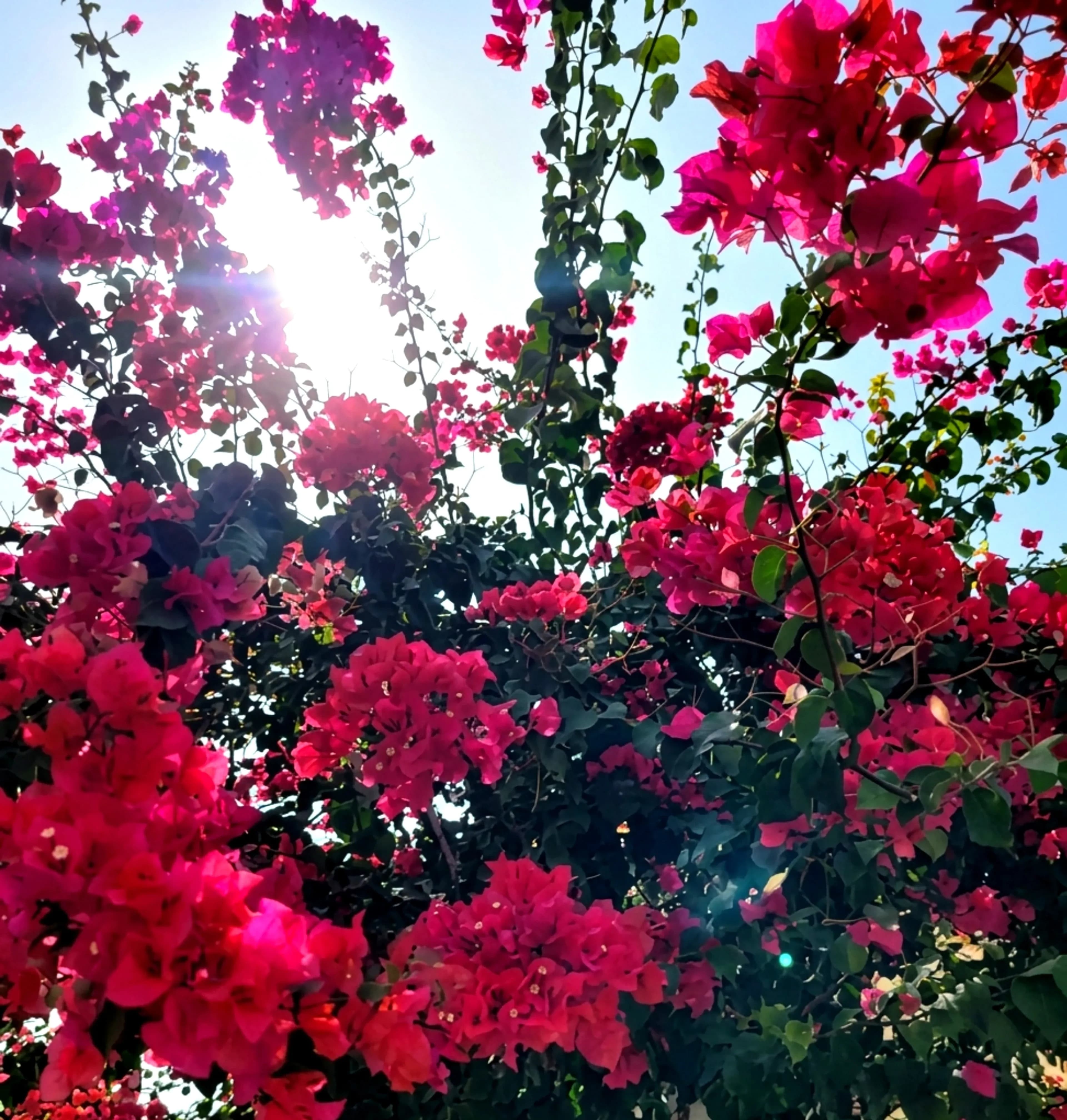 The flowers at Chez Maria Júlia Boutique Hotel