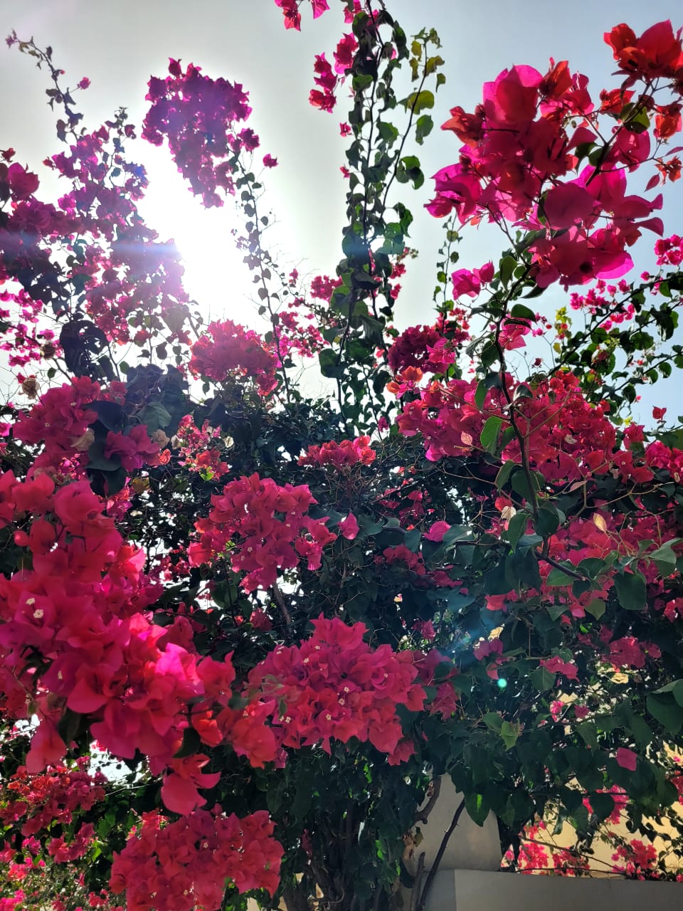 As flores do Chez Maria Júlia Boutique Hotel