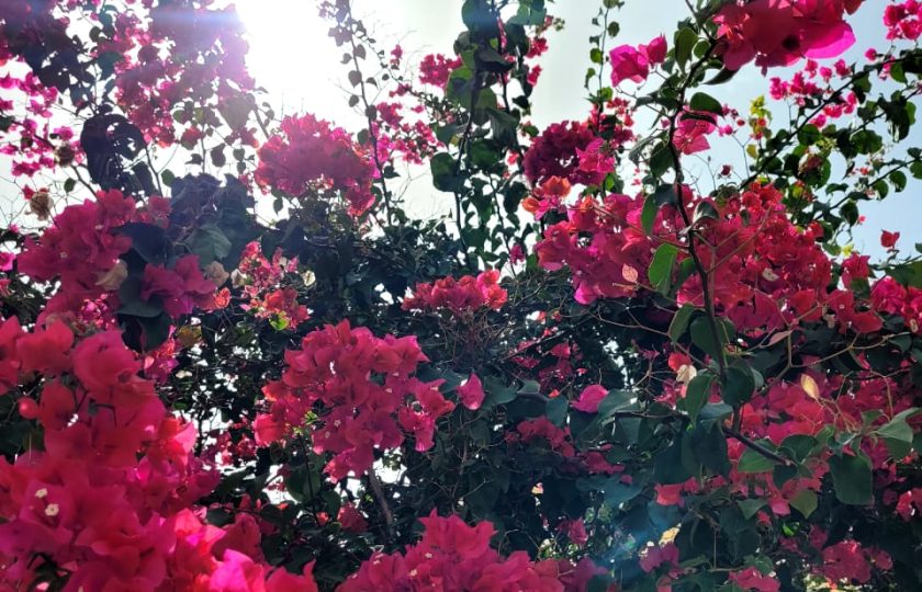 The flowers at Chez Maria Júlia Boutique Hotel